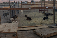 Brody checking out the herd