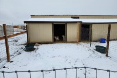 Wide Angle of Jonnie and Buttercup watching the snow