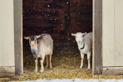 Buttercup and Jonnie watching the snow