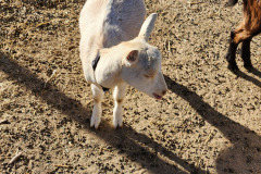 Buttercup outside